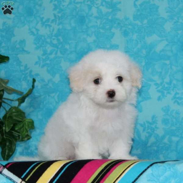 Jeff, Maltipoo Puppy